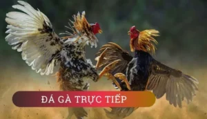 Cách Chơi Đá Gà WS168 Tại BSport Hiệu Quả Nhất