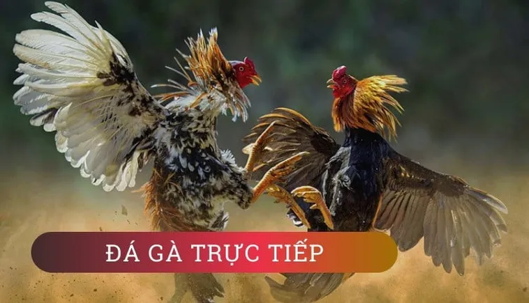 Cách Chơi Đá Gà WS168 Tại BSport Hiệu Quả Nhất